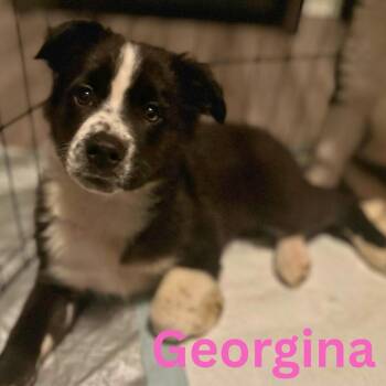 Georgina -  Mixed Breed Dog for Adoption in Fredericksburg, Virginia - Georgina | PetCurious
