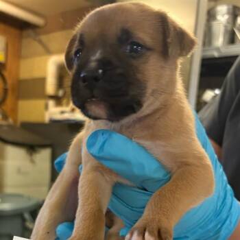 POSEIDON -  German Shepherd Dog Dog for Adoption in Riverside, California - POSEIDON | PetCurious