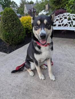 Rescue Shepherd and Husky Dogs for Adoption in Baltimore, Maryland - Koda | PetCurious