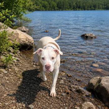Lola -  Pit Bull Terrier Dog for Adoption in East St. Louis, Illinois - Lola | PetCurious