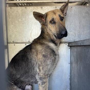 Arlo -  German Shepherd Dog Dog for Adoption in Edinburg, Texas - Arlo | PetCurious