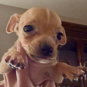 Eugene -  Chihuahua and Mixed Breed Dog for Adoption in Las Vegas, Nevada - Eugene | PetCurious