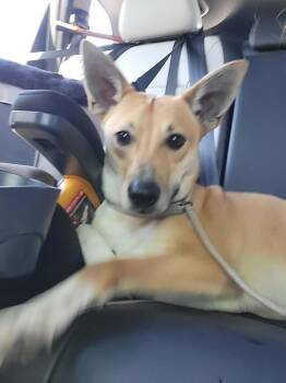 Ellie -  Italian Greyhound Dog for Adoption in Dyer, Indiana - Ellie | PetCurious