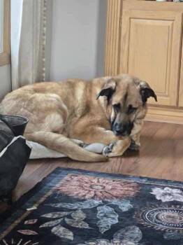 Shepherd and Great Pyrenees Dogs Available for Adoption - BamBam | PetCurious