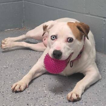 Kiki -  Pit Bull Terrier and Husky Dog for Adoption in Owosso, Michigan - Kiki | PetCurious