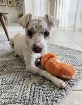 Chihuahua and Terrier Dogs Available for Adoption in Katy, Texas - NAVI | PetCurious