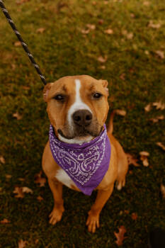 Rescue Pit Bull Terrier Dogs for Adoption in Dickson, Tennessee - Hazel | PetCurious