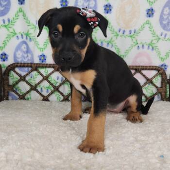 Great Dane and German Shepherd Dog Dogs Available for Adoption in Fort Wayne, Indiana - Butterbean Supreme | PetCurious