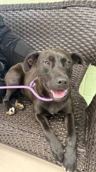 Labrador Retriever and Mixed Breed Dogs Available for Adoption - Maggie | PetCurious