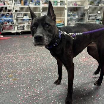 Rescue Mixed Breed Dogs for Adoption in Wichita, Kansas - Mercedes | PetCurious