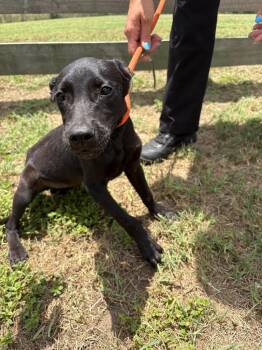 Terrier Dogs Available for Adoption in Wauchula, Florida - Marge | PetCurious