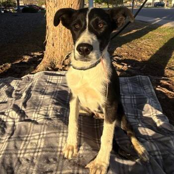 Australian Cattle Dog Blue Heeler and Mixed Breed Dogs Available for Adoption in Parker, Colorado - 566 (2026) Spencer | PetCurious