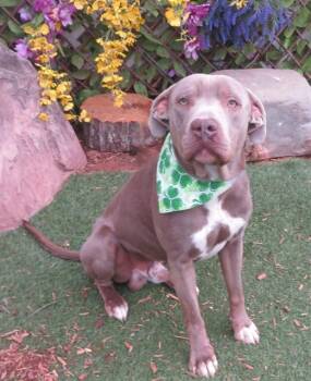 Pit Bull Terrier Dogs Available for Adoption - FREDDY | PetCurious