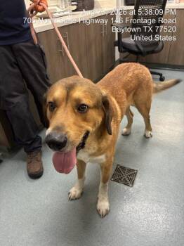 ZILLA -  Bernese Mountain Dog and Mixed Breed Dog for Adoption in Baytown, Texas - ZILLA | PetCurious