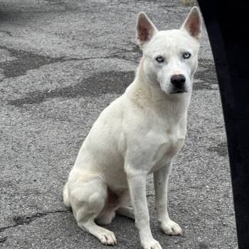 Rescue Husky Dogs for Adoption in Eufaula, Oklahoma - Phoenix | PetCurious