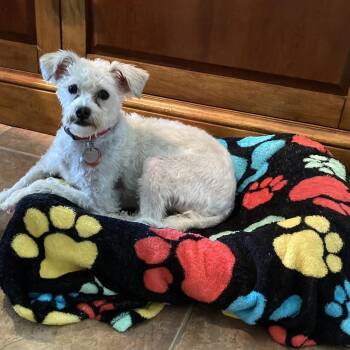 Poodle and Schnauzer Dogs Available for Adoption - Finnegan | PetCurious