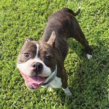 Bee (ID 52403) -  Boston Terrier Dog for Adoption in Manassas, Virginia - Bee (ID 52403) | PetCurious