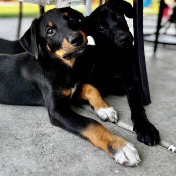 River -  Border Collie and Doberman Pinscher Dog for Adoption in West Richland, Washington - River | PetCurious