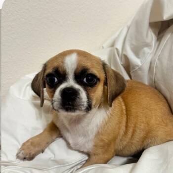 Buckwheat -  Pekingese Dog for Adoption in Houston, Texas - Buckwheat | PetCurious