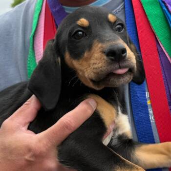 Mixed Breed Dogs Available for Adoption in Rockville, Maryland - Pugster | PetCurious