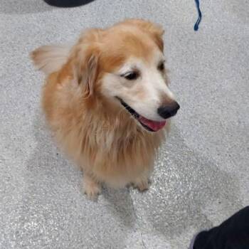 Astra -  Golden Retriever Dog for Adoption in Lake Havasu City, Arizona - Astra | PetCurious