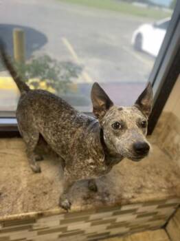 Ivy -  Cattle Dog and Mixed Breed Dog for Adoption in Picayune, Mississippi - Ivy | PetCurious