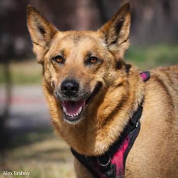 German Shepherd Dog Dogs Available for Adoption in Lucas, Texas - Anna | PetCurious