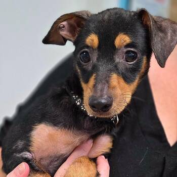 Little Blaze -  Miniature Pinscher Dog for Adoption in Milledgeville, Georgia - Little Blaze | PetCurious