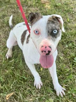 Rescue Catahoula Leopard Dog Dogs for Adoption in St. Joseph, Michigan - Everest | PetCurious