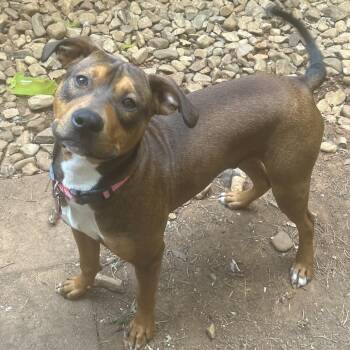 Mixed Breed Dogs Available for Adoption - Prince | PetCurious