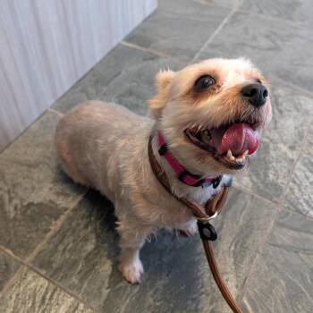Little Miss America -  Silky Terrier Dog for Adoption in Clearwater, Florida - Little Miss America | PetCurious