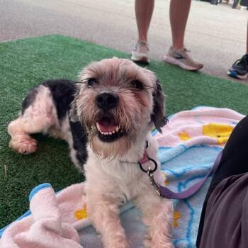 Luna -  Shih Tzu Dog for Adoption in Plainfield, Illinois - Luna | PetCurious