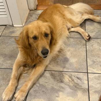 Golden Retriever Dogs Available for Adoption in Houston, Texas - Teddy | PetCurious