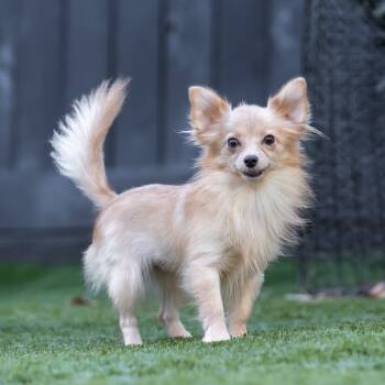 Rescue Pomeranian and Chihuahua Dogs for Adoption in San Diego, California - Little Two | PetCurious