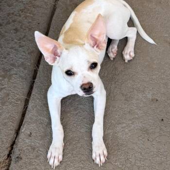 Princess Peach -  Chihuahua and Mixed Breed Dog for Adoption in Las Vegas, Nevada - Princess Peach | PetCurious