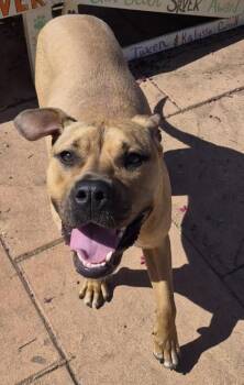 Xena -  Black Mouth Cur and Mixed Breed Dog for Adoption in Shreveport, Louisiana - Xena | PetCurious