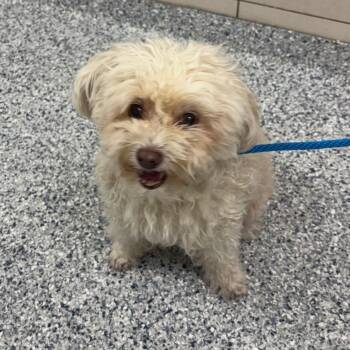 Honey -  Maltese and Poodle Dog for Adoption in Chicago, Illinois - Honey | PetCurious