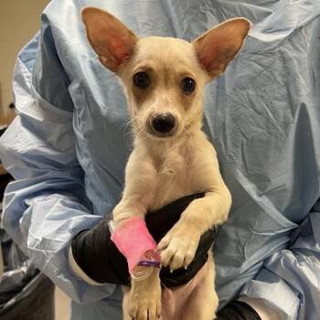 Bruno Mars -  Chihuahua Dog for Adoption in Baltimore, Maryland - Bruno Mars | PetCurious