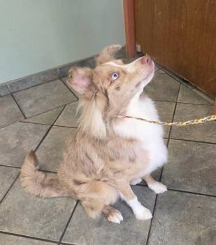 Mikey -  Australian Shepherd Dog for Adoption in Hillside, Illinois - Mikey | PetCurious