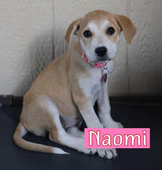 Naomi -  Labrador Retriever Dog for Adoption in Fort Worth, Texas - Naomi | PetCurious