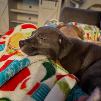 Harper -  Pit Bull Terrier Dog for Adoption in Abbotsford, British Columbia - Harper | PetCurious