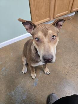 Rescue Bull Terrier Dogs for Adoption in Boonville, Missouri - Red | PetCurious