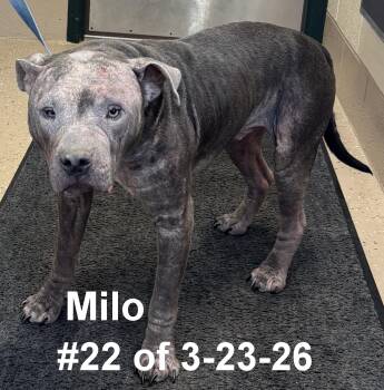 Pit Bull Terrier Dogs Available for Adoption in Gaylord, Michigan - Milo #22 Of 3-23-26 | PetCurious