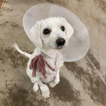 Mixed Breed Dogs Available for Adoption - Clover | PetCurious