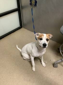 Rescue Terrier and Mixed Breed Dogs for Adoption in Fort Worth, Texas - Lady Bug | PetCurious