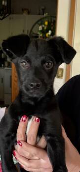 Rescue Terrier and Spaniel Dogs for Adoption in Cincinnati, Ohio - Pugsley | PetCurious