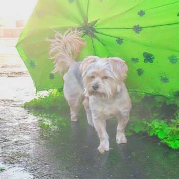 Yorkshire Terrier Dogs Available for Adoption - Henry | PetCurious