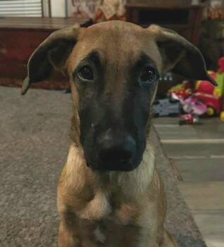 Groot -  Hound and German Shepherd Dog Dog for Adoption in Conesus, New York - Groot | PetCurious
