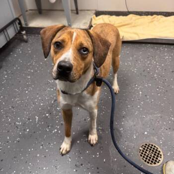 Betty -  Mixed Breed Dog for Adoption in Columbiana, Alabama - Betty | PetCurious