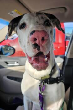 Pit Bull Terrier and American Staffordshire Terrier Dogs Available for Adoption in Mesa, Arizona - Tempe | PetCurious
